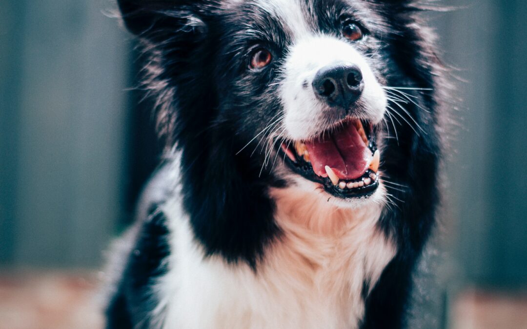 MIJN HOND SLEEPT ZICH VOORT OVER DE GROND OM ONS TE DOEN LACHEN!