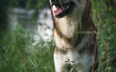 IS EEN HOND MET EEN STAMBOOM GEZONDER?